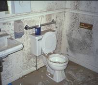 Post-flood silt, mold and mildew.